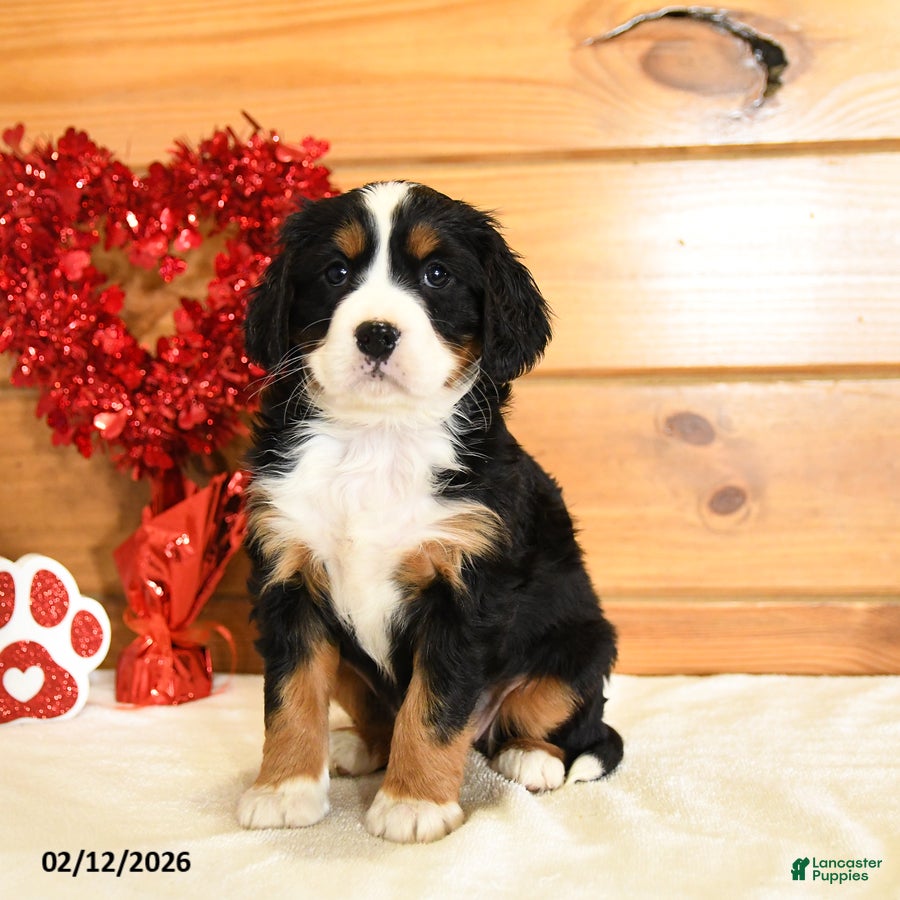Miniature Bernese Mountain Dog dogs Veronica - Ad 2