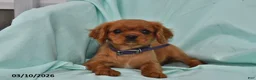 Cavalier King Charles Spaniel dogs for sale: Kelly - Ad 2