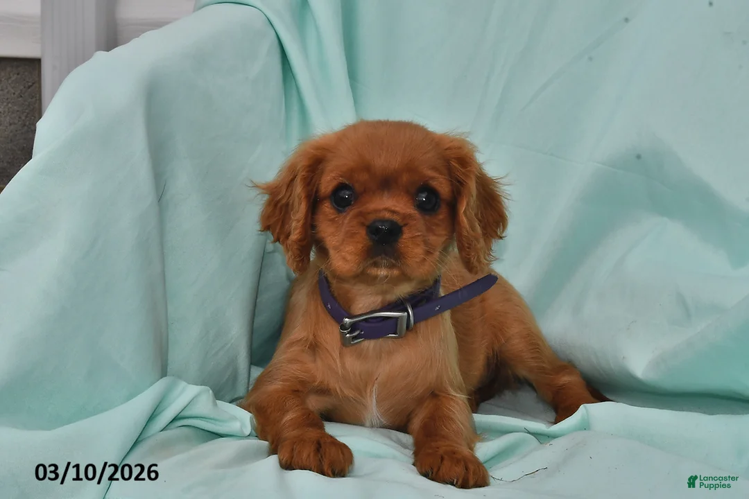 Cavalier King Charles Spaniel dogs for sale: Kelly - Ad 2