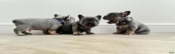 French Bulldog dogs for sale: Lora - Ad 12