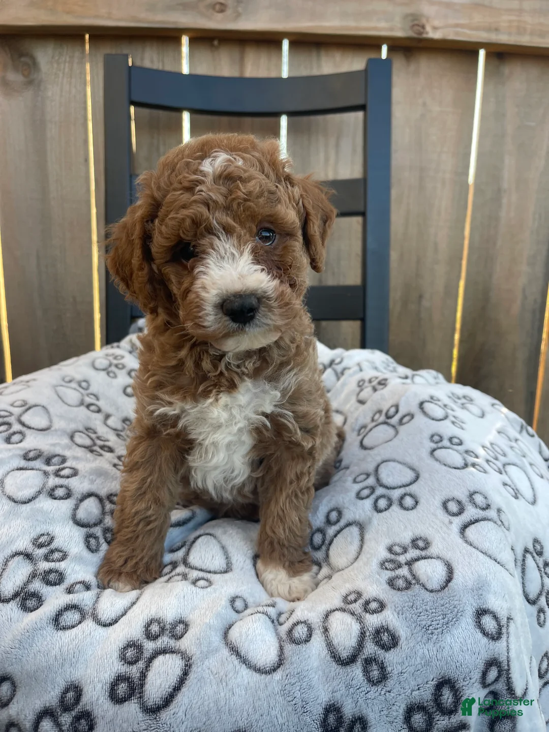 Mini Goldendoodle dogs for sale: Mini Goldendoodle Puppy 4 - Ad 8