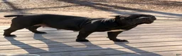 Cane Corso dogs for sale: Cane Corso 4 - Ad 2
