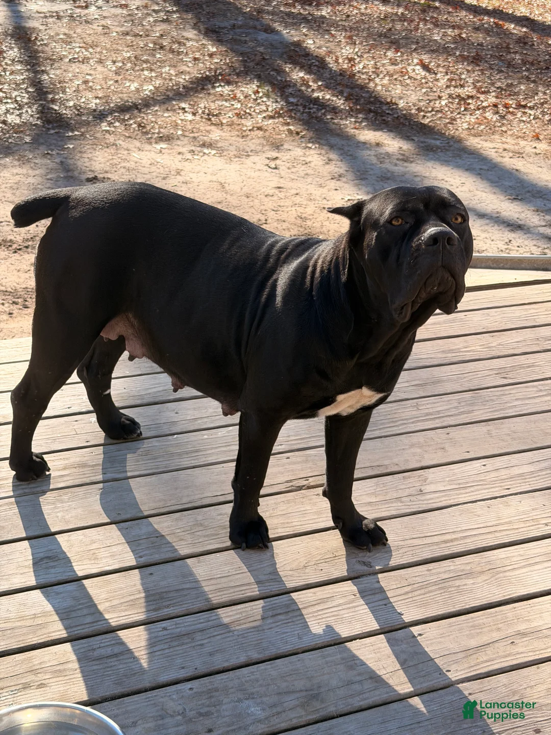 Cane Corso dogs for sale: Cane Corso 4 - Ad 2