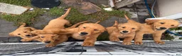 Golden Retriever dogs for sale: Scarlet - Ad 8