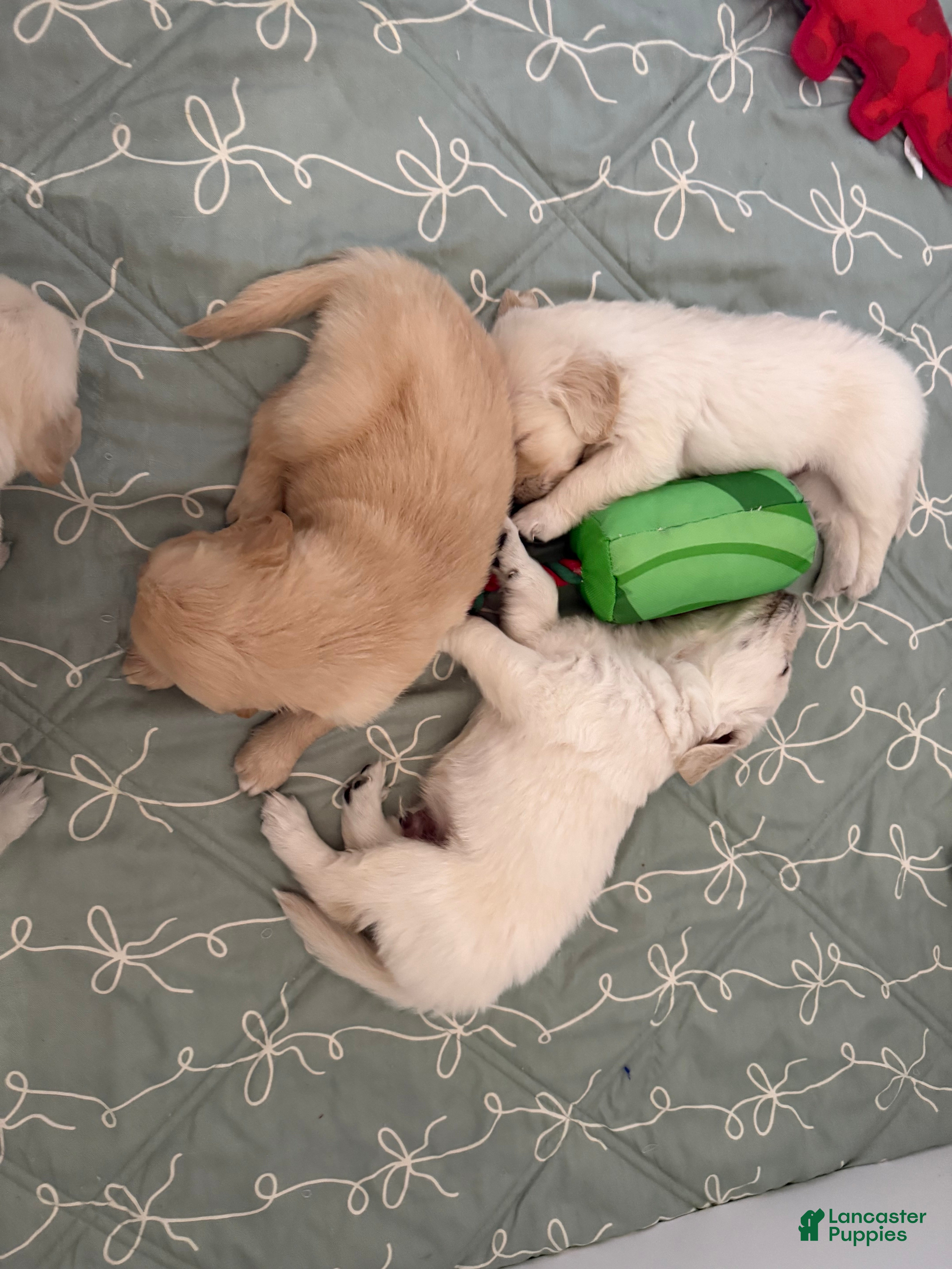 Golden Retriever dogs Golden Retriever Puppy 7 - Ad 19
