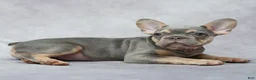 French Bulldog dogs for sale: Milo - Ad 4