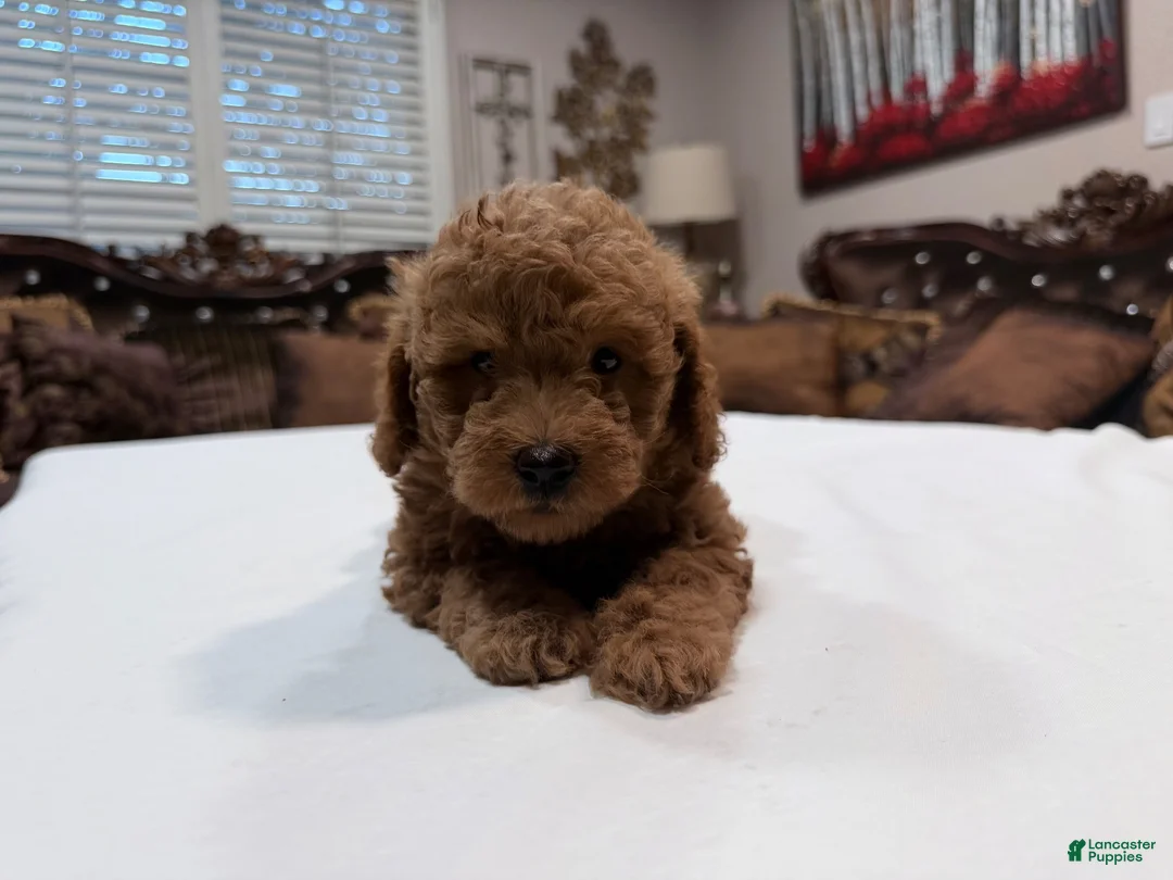 Mini Goldendoodle dogs for sale: Mini Goldendoodle 3 - Ad 12