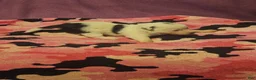 Chihuahua dogs for sale: Billie - Ad 17