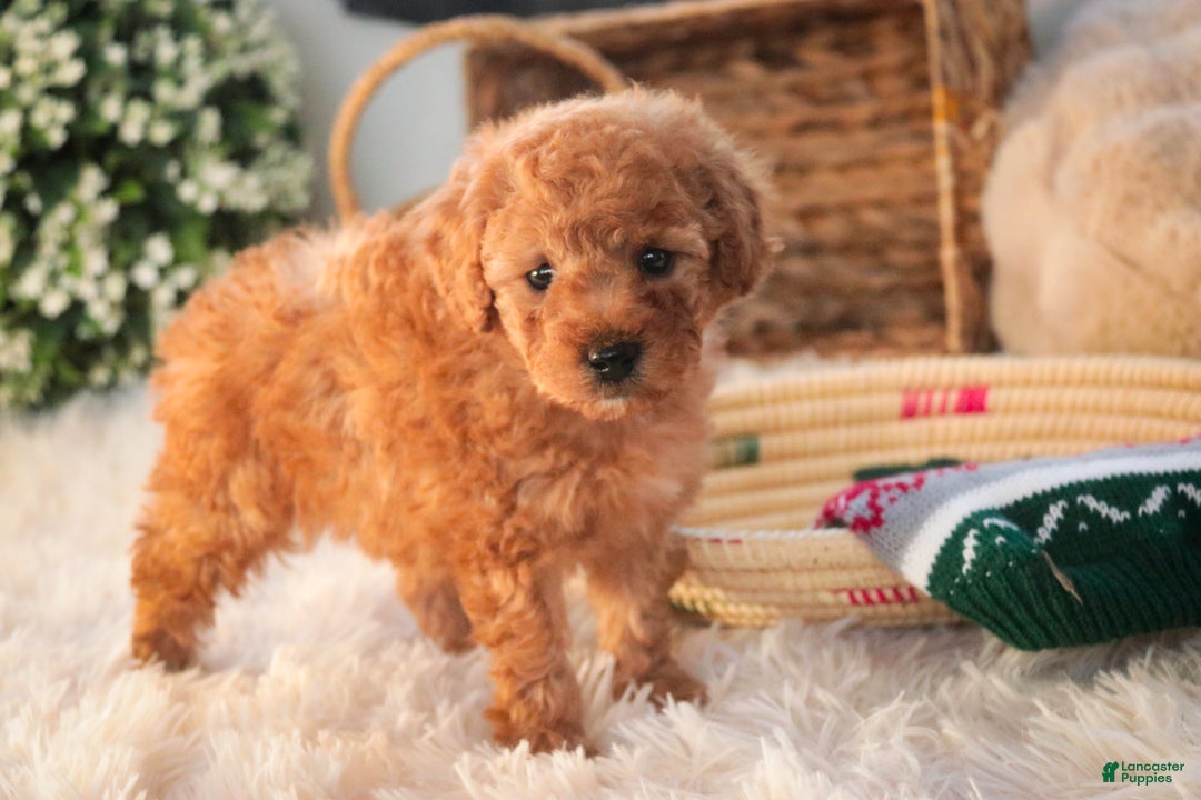 Miniature Poodle dogs for sale: Hudson - Ad 5
