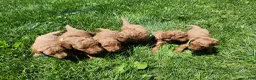 Standard Poodle dogs for sale: Tulip  - Ad 11