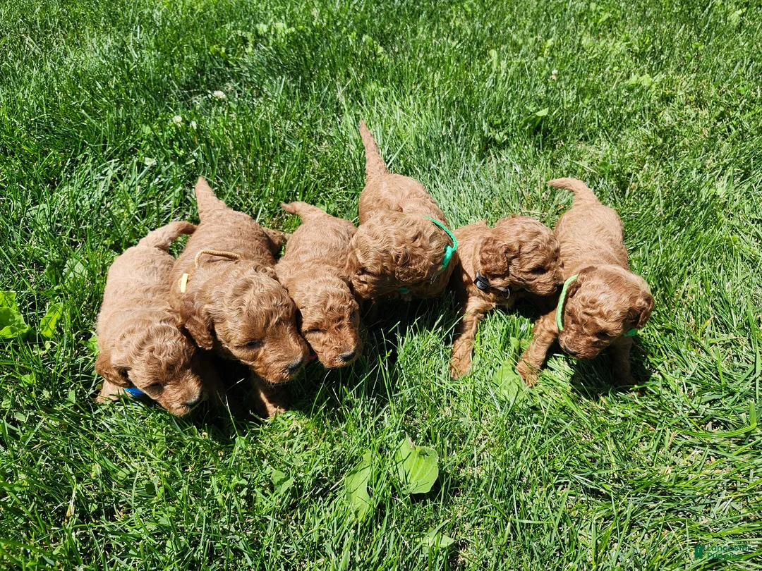 Standard Poodle dogs for sale: Tulip  - Ad 11