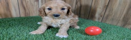 Cavapoo dogs for sale: Milly Girl 1 - Ad 4