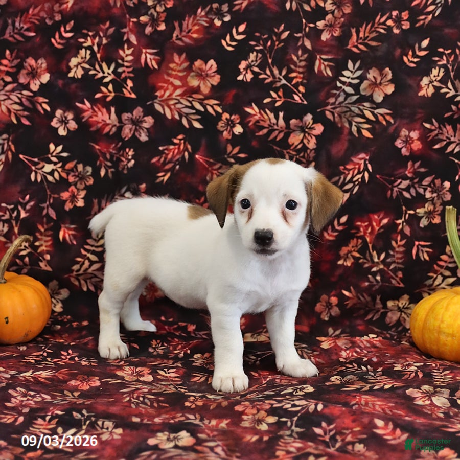 Jack Russell Terrier dogs Stella - Ad 1