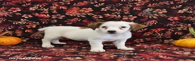 Stella