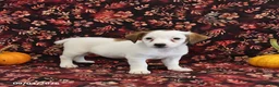 Jack Russell Terrier dogs for sale: Stella - Ad 1