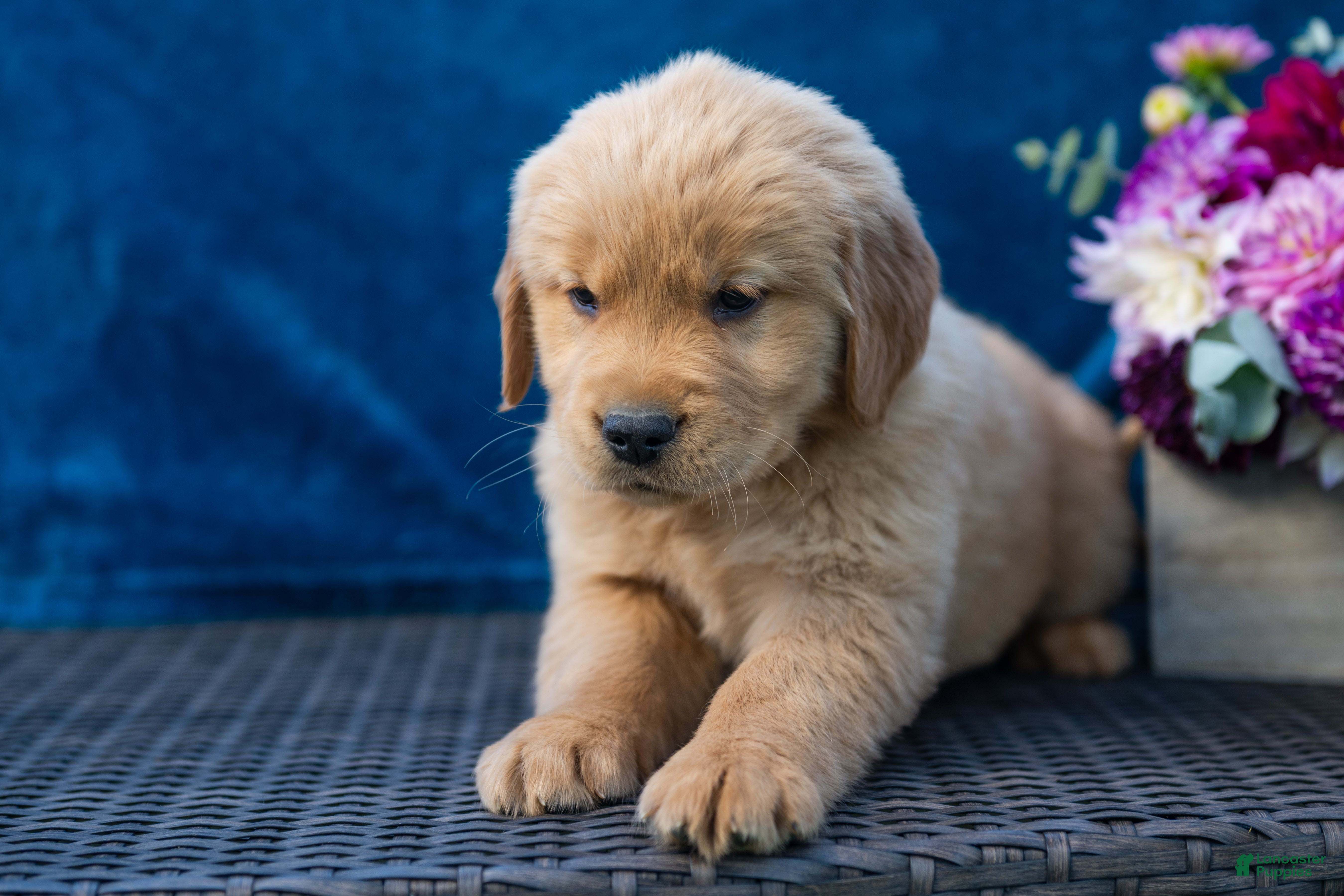 Golden Retriever dogs for sale: Spencer - Ad 2