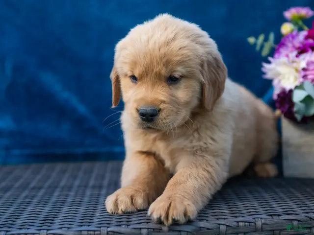 Golden Retriever dogs for sale: Spencer - Ad 2