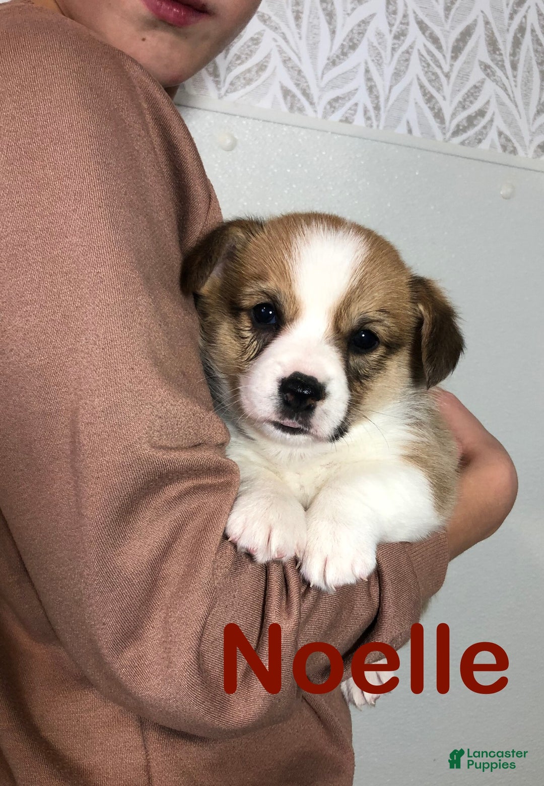 Welsh Corgi Pembroke dogs for sale: Noelle  - Ad 7