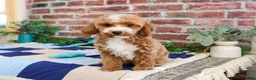 Miniature Poodle dogs for sale: Rhett - Ad 4