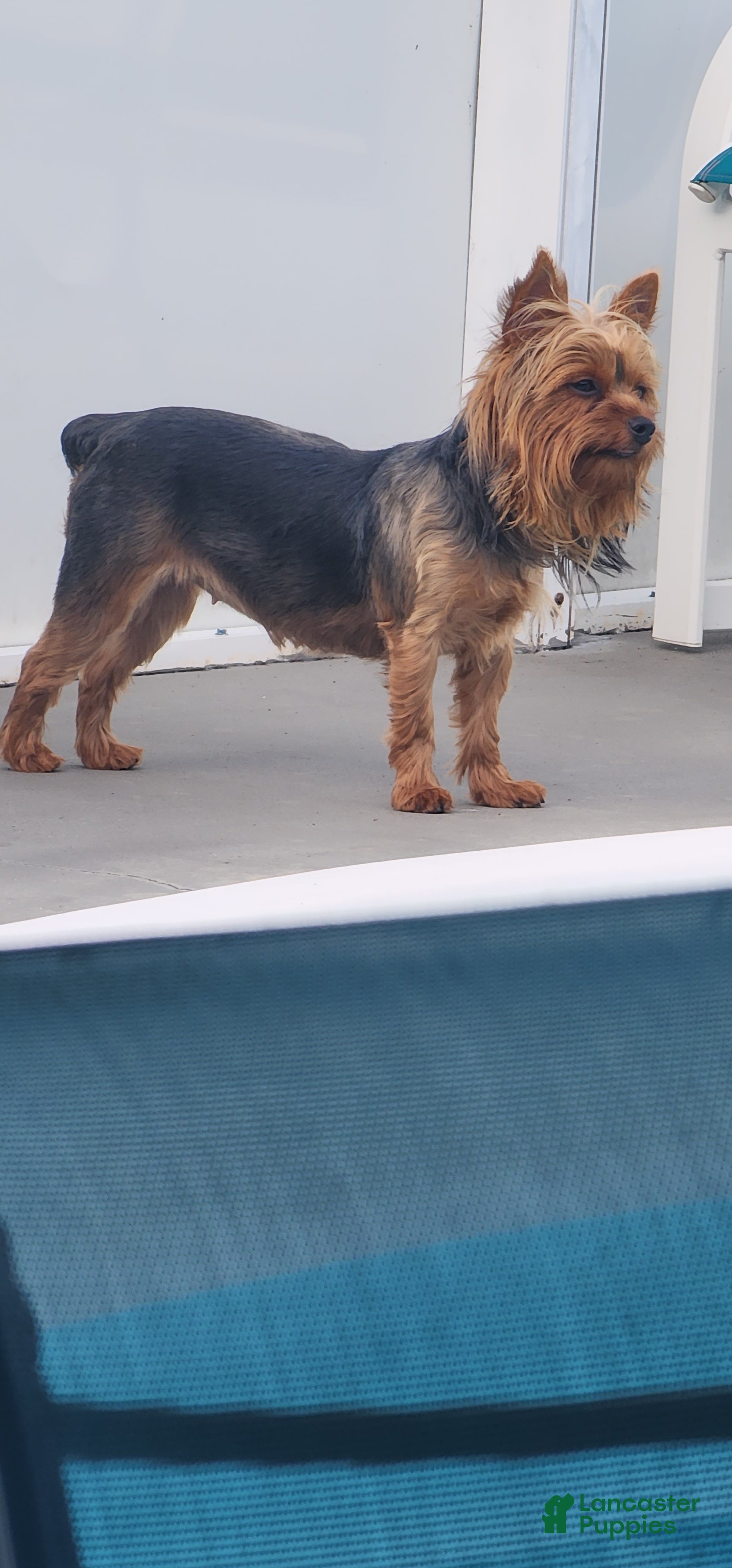 Yorkshire Terrier dogs for sale: Yorkshire Terrier Puppy 1 - Ad 1