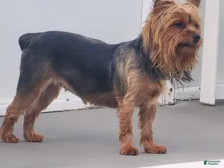 Yorkshire Terrier dogs for sale: Yorkshire Terrier Puppy 1 - Ad 1