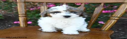 Miniature Poodle dogs for sale: Candy - Ad 5