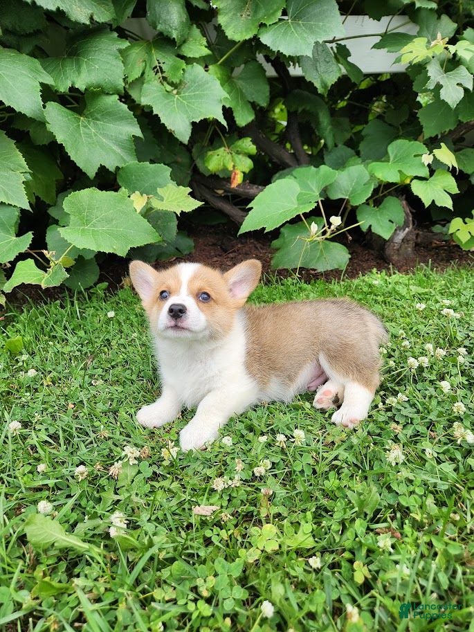 Welsh Corgi Pembroke dogs Aaron - Ad 1
