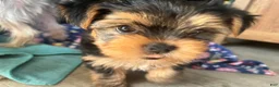 Yorkshire Terrier dogs for sale: Lulu - Ad 3