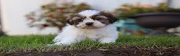 Shih Tzu dogs for sale: Chase - Ad 5