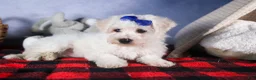 Bichon Frise dogs for sale: Dakota - Ad 9