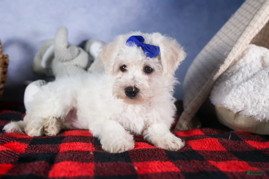 Bichon Frise dogs for sale: Dakota - Ad 9