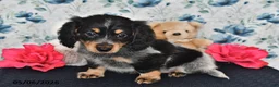 Miniature Dachshund dogs for sale: Ivy - Ad 4