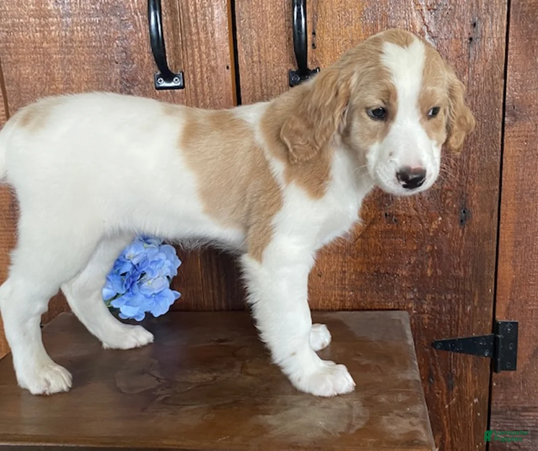 Mini Goldendoodle dogs for sale: Lily - Ad 2