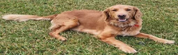 Golden Retriever dogs for sale: Piper - Ad 3