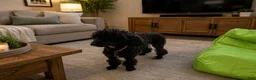 Toy Poodle dogs for sale: Stella - Ad 8