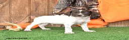 German Shorthaired Pointer dogs for sale: Starlight - Ad 3