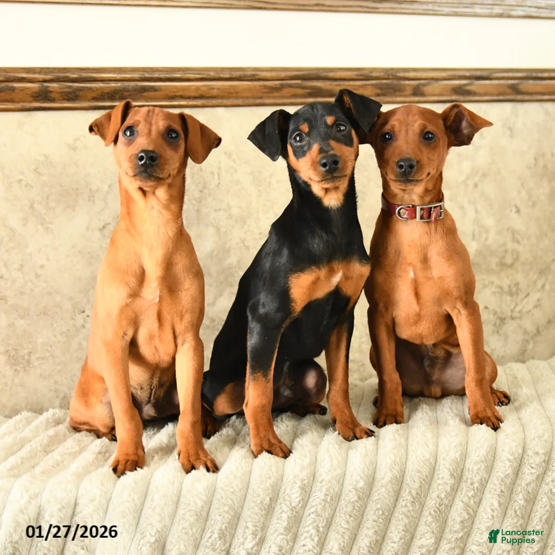 Miniature Pinscher dogs for sale: Georgie - Ad 3
