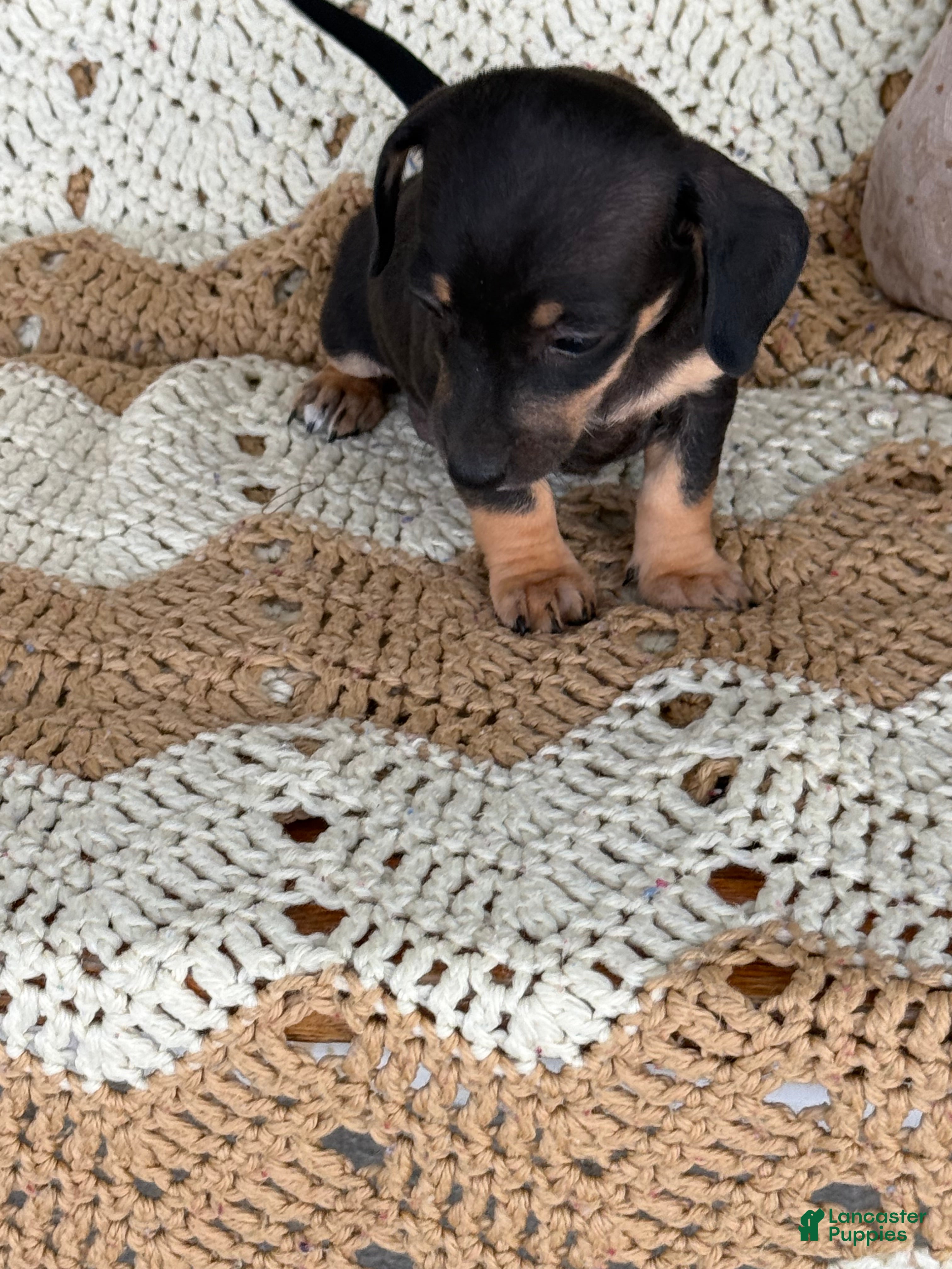 Miniature Dachshund dogs  Rocky - Ad 1