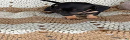 Miniature Dachshund dogs for sale:  Rocky - Ad 1