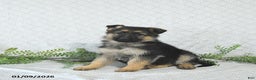 German Shepherd dogs for sale: Lexi  - Ad 4