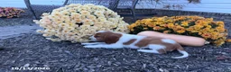 Welsh Springer Spaniel dogs for sale: Lassie - Ad 19