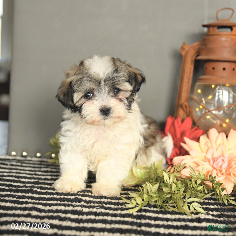 Maltipoo dogs Freddie - Ad 1