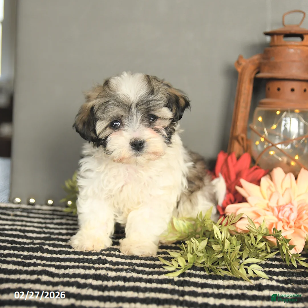 Maltipoo dogs for sale: Freddie - Ad 1