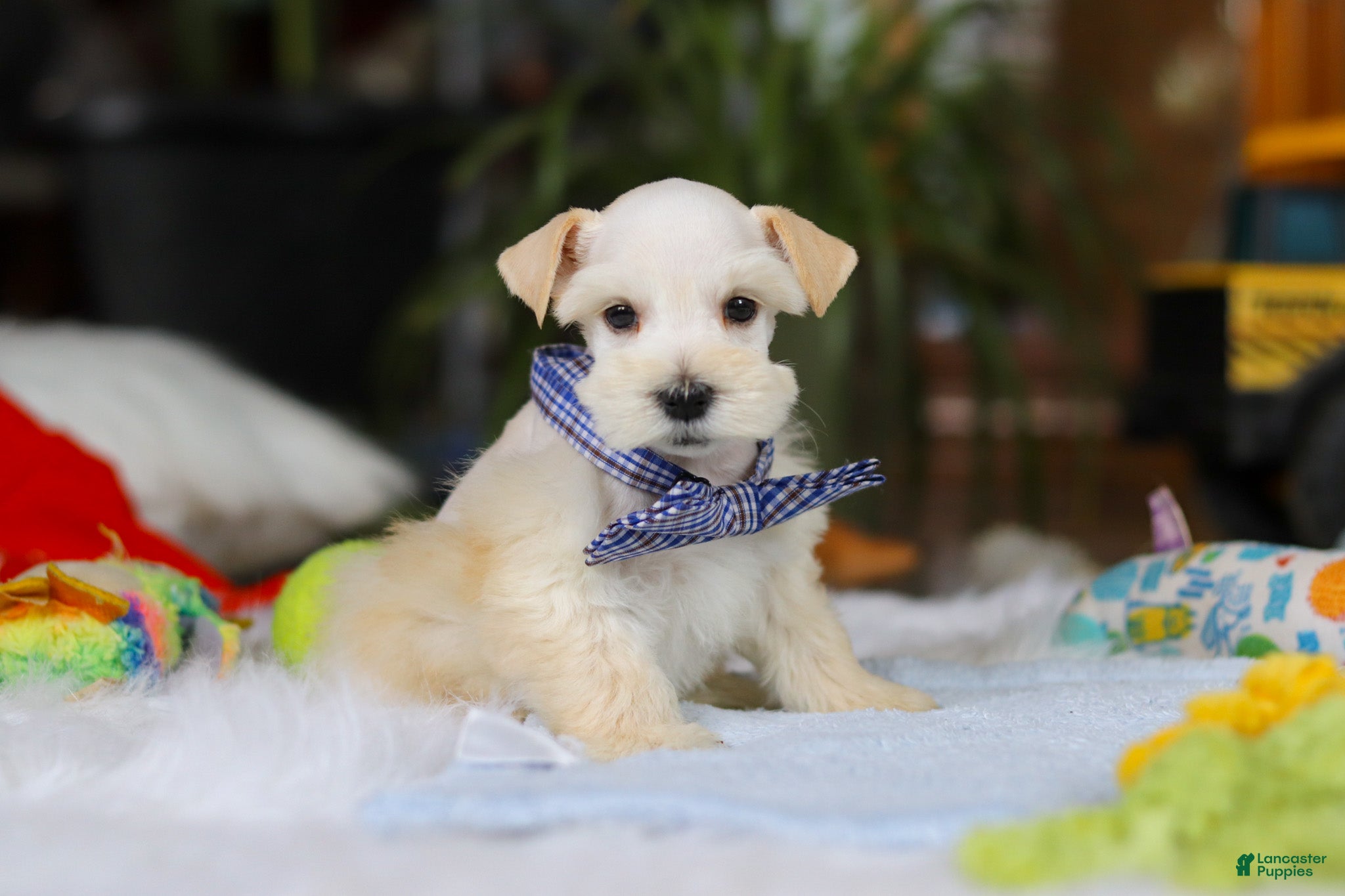 Miniature Schnauzer dogs Milo - Ad 9