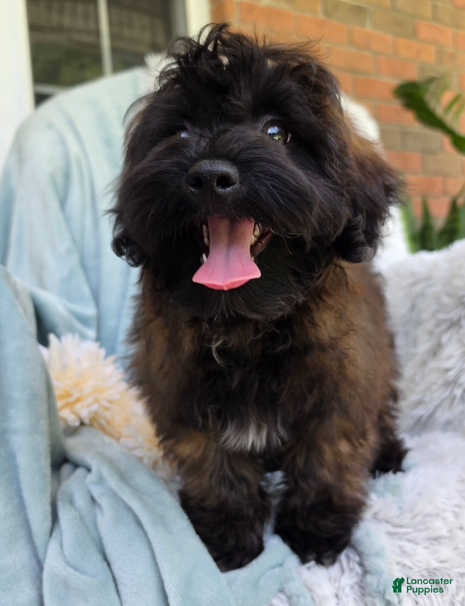 Shihpoo dogs Skyler - Ad 2
