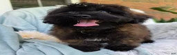 Shihpoo dogs for sale: Skyler - Ad 2