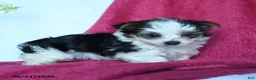 Yorkshire Terrier dogs for sale: Snickers - Ad 5