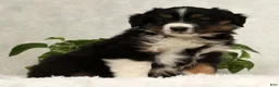Miniature Australian Shepherd dogs for sale: Sparky - Ad 5