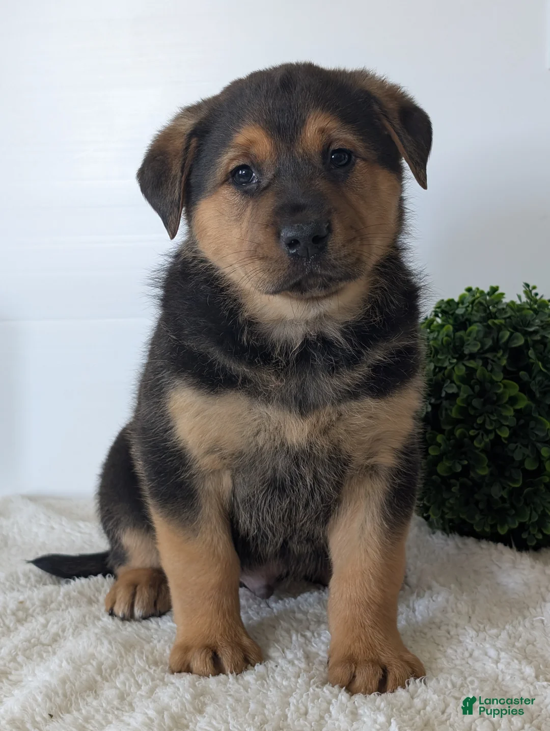 Mixed Breed dogs for sale: Harley - Ad 2