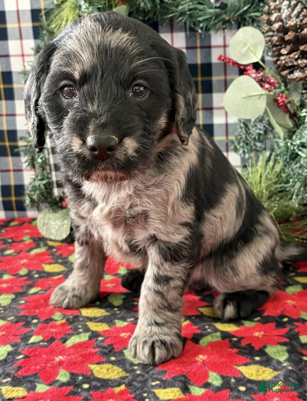 Labradoodle dogs for sale: Carl - Ad 3